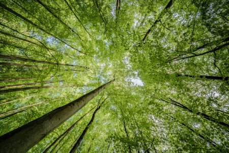 Foto de Tomando el sol rayos, rodeado por un dosel de árboles en un exuberante bosque, los intrincados patrones de ramas y hojas crean una sinfonía de belleza natural - Imagen libre de derechos