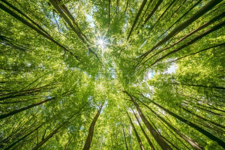 Foto de Observando la luz del sol filtrándose a través del follaje de árboles caducifolios en un bosque, conectando con naturalezas belleza y serenidad, sostenibilidad - Imagen libre de derechos