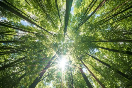 Beobachtung der natürlichen Landschaft eines Laubwaldes, wobei die Sonnenstrahlen durch die Blätter filtern und Farbtöne und Schattierungen auf den Grasboden darunter werfen