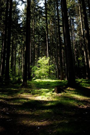 La luz del sol se filtra a través de las ramas de los árboles en el bosque, proyectando sombras moteadas sobre las plantas terrestres y la hierba debajo.