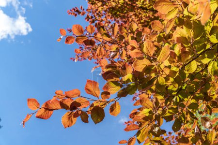 Wenn der Herbst naht, verwandelt sich das Laub der Bäume in eine schöne Palette von Farben, die Bernsteintöne unter dem Sonnenlicht inmitten einer Wolkenkulisse am Himmel zeigen.