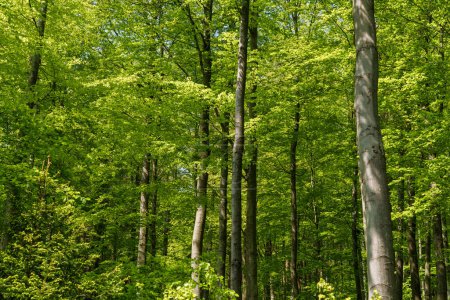A diverse natural landscape filled with terrestrial plants, including deciduous trees with lush green leaves covering the forest floor like a thick carpet of groundcover