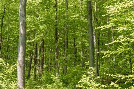 Foto de Un paisaje natural diverso lleno de plantas terrestres, incluyendo árboles caducifolios con hojas verdes exuberantes que cubren el suelo del bosque como una gruesa alfombra de tierra - Imagen libre de derechos