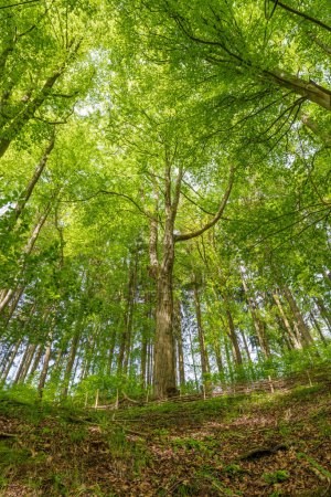 Eine vielfältige natürliche Landschaft voller Landpflanzen, darunter Laubbäume mit sattgrünen Blättern, die den Waldboden wie ein dicker Teppich aus Bodendecker bedecken