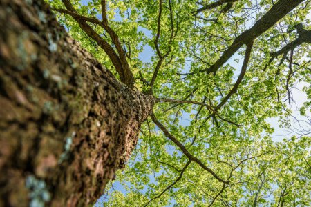 Beobachten, wie das Sonnenlicht durch die Äste irdischer Pflanzen in die natürliche Landschaft eines Waldes eindringt, wobei Stamm, Bäume und Gras eine friedliche und heitere Atmosphäre schaffen