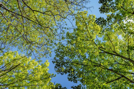 Beobachtung der natürlichen Landschaft eines Laubwaldes, wobei die Sonnenstrahlen durch die Blätter filtern und Farbtöne und Schattierungen auf den Grasboden darunter werfen