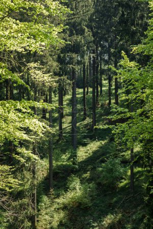 A diverse natural landscape filled with terrestrial plants, including deciduous trees with lush green leaves covering the forest floor like a thick carpet of groundcover