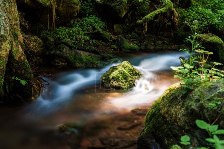 A tranquil small waterfall in a dense forest, surrounded by lush greenery, enhances the natural beauty of the ecoregion with its flowing water and plant life