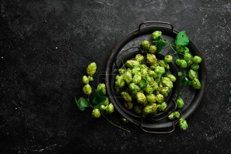 Photo for Green fresh hop cones for making beer. Free space for text. - Royalty Free Image