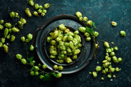 Photo for Green fresh hop cones for making beer. Free space for text. - Royalty Free Image