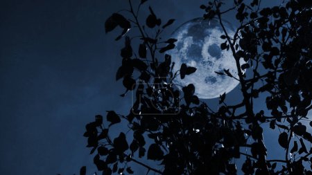 Photo for Full Moon through Aspen Tree in the Breeze Desaturated Blue features a view through silhouetted aspen leaves at a large full moon in a blue desaturated sky. - Royalty Free Image