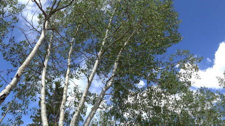 Foto de Wind Rustling Aspen Leaves Cripple Creek Colorado cuenta con un tiro de álamo con hojas siendo arrugadas por el viento en Cripple Creek Colorado - Imagen libre de derechos