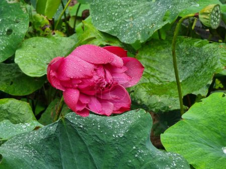 Nelumbo nucifera, also known as sacred lotus, Indian lotus, or simply lotus.