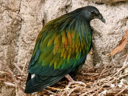 Nicobar pigeon or Nicobar dove on the nest