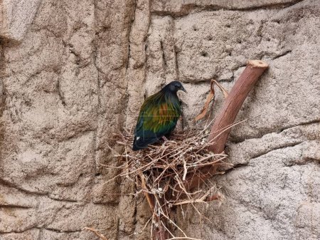 Photo for Nicobar pigeon or Nicobar dove on the nest - Royalty Free Image