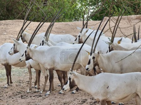 troupeau d'Oryx Arabe dans le zoo.