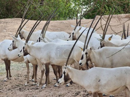 Arabe oryx n le désert