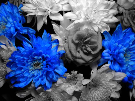 Monochromes Bild von Strauß mit leuchtend blauen Blumen Archivfoto  