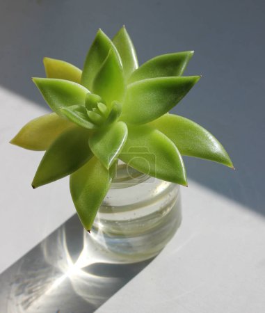 Foto de La sombra del sol del vidrio con un brote de planta decorativa echa raíces - Imagen libre de derechos
