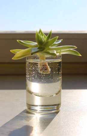 Téléchargez les photos : Vue latérale d'une jeune plante avec tige dans un verre intérieur d'eau sur un rebord de fenêtre - en image libre de droit