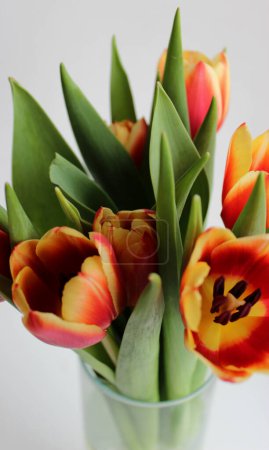 Téléchargez les photos : Photo rapprochée de tulipes sélectionnées avec des pétales rouges et jaunes dans un vase sur fond blanc - en image libre de droit
