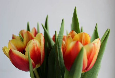 Téléchargez les photos : Tulipes jaunes rouges dans une grappe isolée sur blanc Hi-Res Stock Photo - en image libre de droit