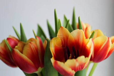 Téléchargez les photos : Vue latérale de tulipes sélectionnées avec des pétales rouges et jaunes dans un bouquet isolé sur blanc - en image libre de droit