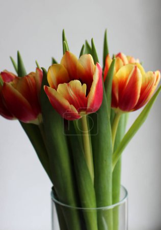 Téléchargez les photos : Haut d'un bouquet de tulipes rouges aux bords jaunes dans un vase en verre isolé sur fond blanc - en image libre de droit