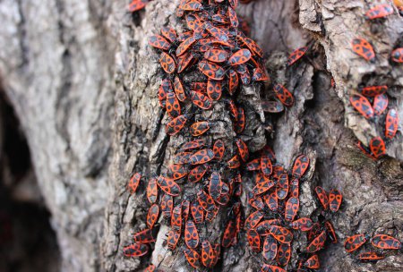 Photo for Swarm Of Red Fire Bugs Sit On The Warm Bark Of Old Willow Tree - Royalty Free Image