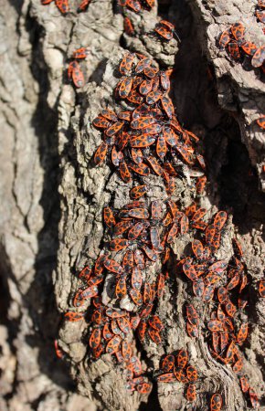 Photo for Huge Group Of Firebug Insects Bask In The Sun On A Tree Detailed Stock Photo - Royalty Free Image