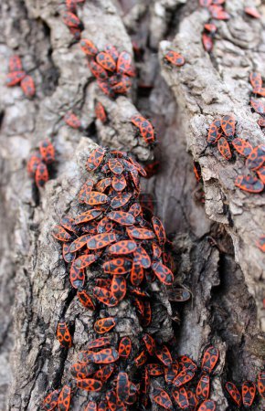 Photo for Vertical Image Of Firebugs Swarmed Tree Trunk Closeup View - Royalty Free Image