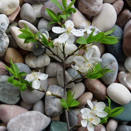 Téléchargez les photos : Branche d'arbre avec les premières feuilles et les petites fleurs sur une pierre ronde Photo carrée - en image libre de droit
