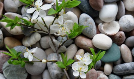 Téléchargez les photos : Gros plan d'une branche de cerisier en fleurs minces sur un caillou lisse - en image libre de droit