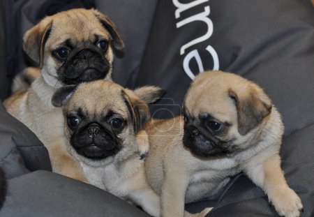 Photo for Three Pretty Pug Cubs With Sad Muzzle Sitting On A Deep Black Pillow Stock Photo - Royalty Free Image