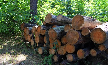 Foto de Troncos aserrados apilados en un bosque salvaje después de cortar madera Foto de stock - Imagen libre de derechos