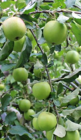 Photo for Vertical Photo For Backgrounds About Fruit Garden And Apples Ripening - Royalty Free Image
