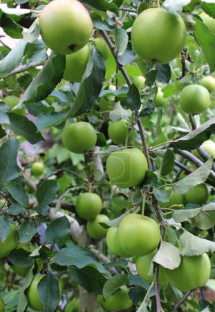 Photo for Perfect Ripe Green Apples On A Branch Of Apple Tree Vertical Stock Photo - Royalty Free Image