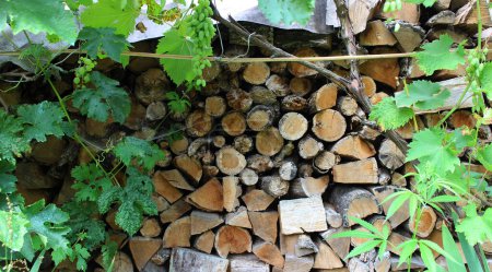 Photo for Woodpile of old firewood for the stove under the grape bushes with green berries - Royalty Free Image