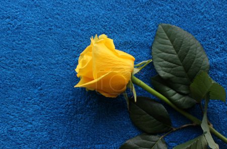 Blumen und Stoff Hintergründe. Schönheit Knospe einer gelben Rose auf einer blauen textilen Oberfläche 