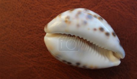 Photo for Inner Part Of Cypraea Tigris Shell Closeup Stock Photo - Royalty Free Image