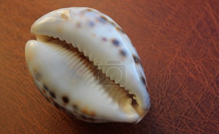 Photo for Natural Glance Spotted Cowrie Shell On Leather Surface - Royalty Free Image