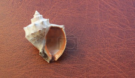 Photo for Conch Sea Shell With Pearlescent Surface Of Inner Side On Leather Background - Royalty Free Image