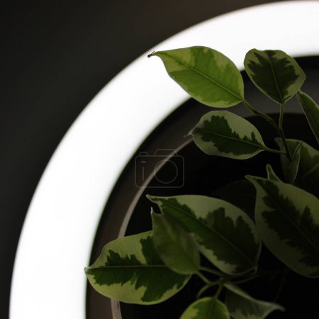 Téléchargez les photos : Jeune plante avec contre-jour à travers les feuilles dans le cercle de la lumière - en image libre de droit