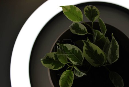 Téléchargez les photos : Branche De Ficus Elastica Avec Feuilles Translucides Dans La Lumière De La Lampe Anneau - en image libre de droit