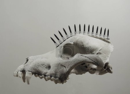 Téléchargez les photos : Crâne de chien flottant avec rangée de vis noires dans le style punk rock isolé sur blanc - en image libre de droit