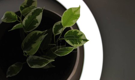 Téléchargez les photos : Ficus Tineke laisse illuminé d'en bas par une lampe ronde - en image libre de droit
