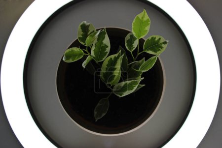 Téléchargez les photos : Jeune plante à la maison dans le pot de fleurs à l'intérieur du cercle de la lumière Concept Photo pour milieux - en image libre de droit