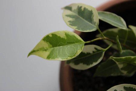 Téléchargez les photos : Pousses vertes de Ficus Elastica à la maison pot de fleurs Gros plan photo de stock - en image libre de droit