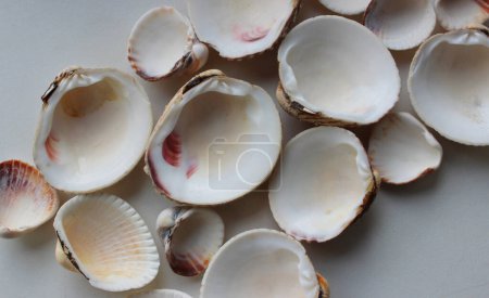 Foto de Montón de conchas de almejas a la mitad en fondo blanco limpio de cerca Foto de stock - Imagen libre de derechos