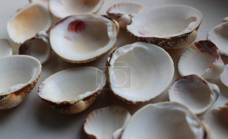 Foto de Vista en ángulo de las conchas de moluscos colocadas en superficie plana - Imagen libre de derechos